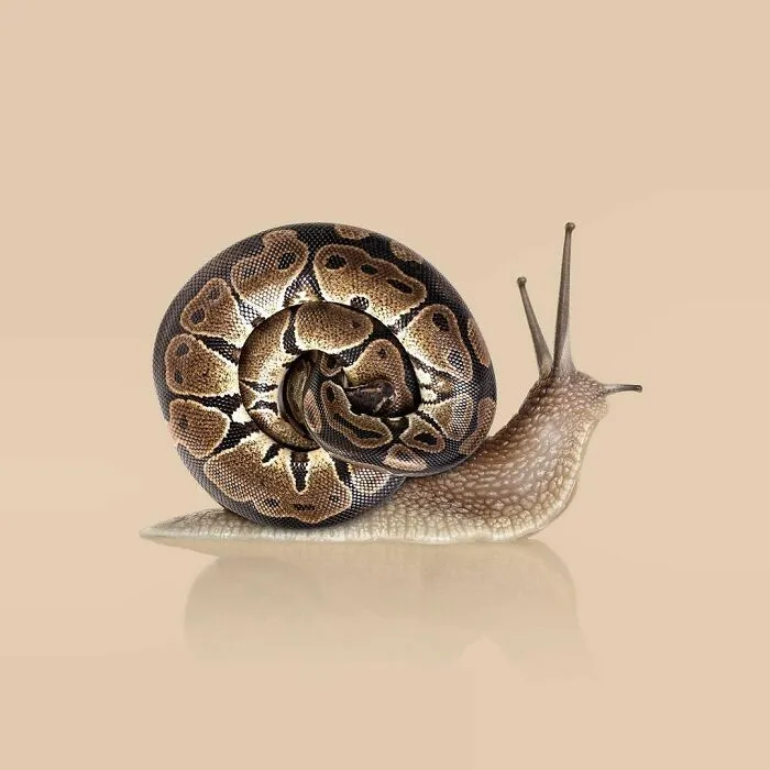 100 Photo Manipulations Of Animals Photoshopped Into The Most Random Things By Les Creatonautes 