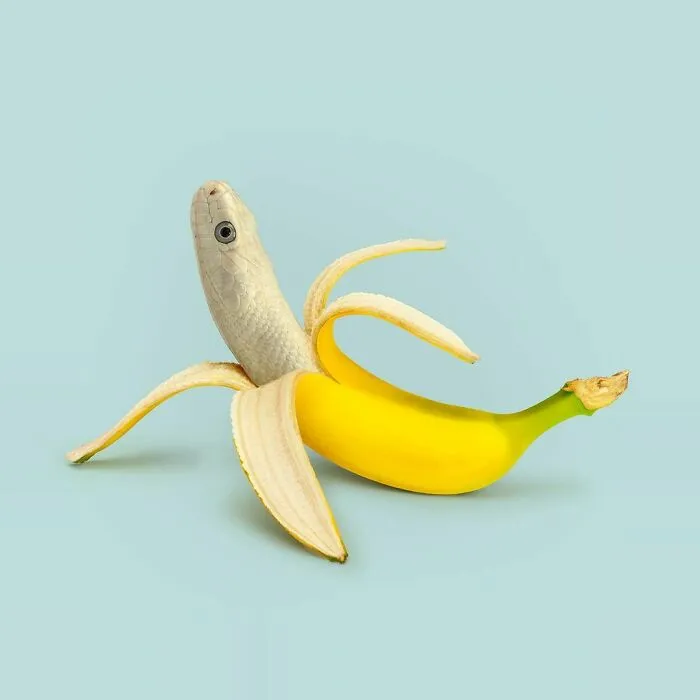 100 Photo Manipulations Of Animals Photoshopped Into The Most Random Things By Les Creatonautes 