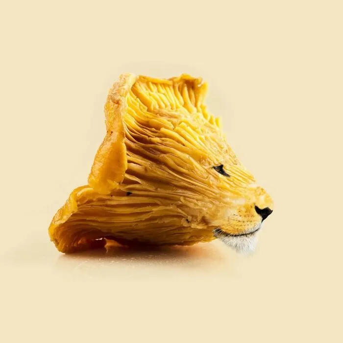 100 Photo Manipulations Of Animals Photoshopped Into The Most Random Things By Les Creatonautes 