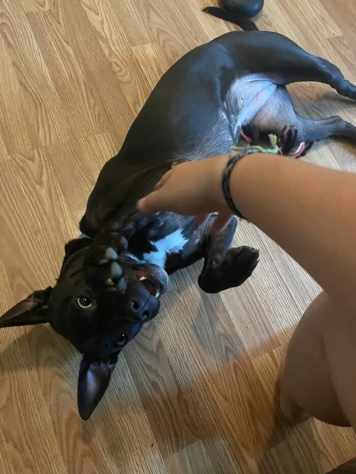 I Stopped Petting And She Chose Violence