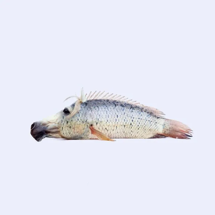 100 Photo Manipulations Of Animals Photoshopped Into The Most Random Things By Les Creatonautes 