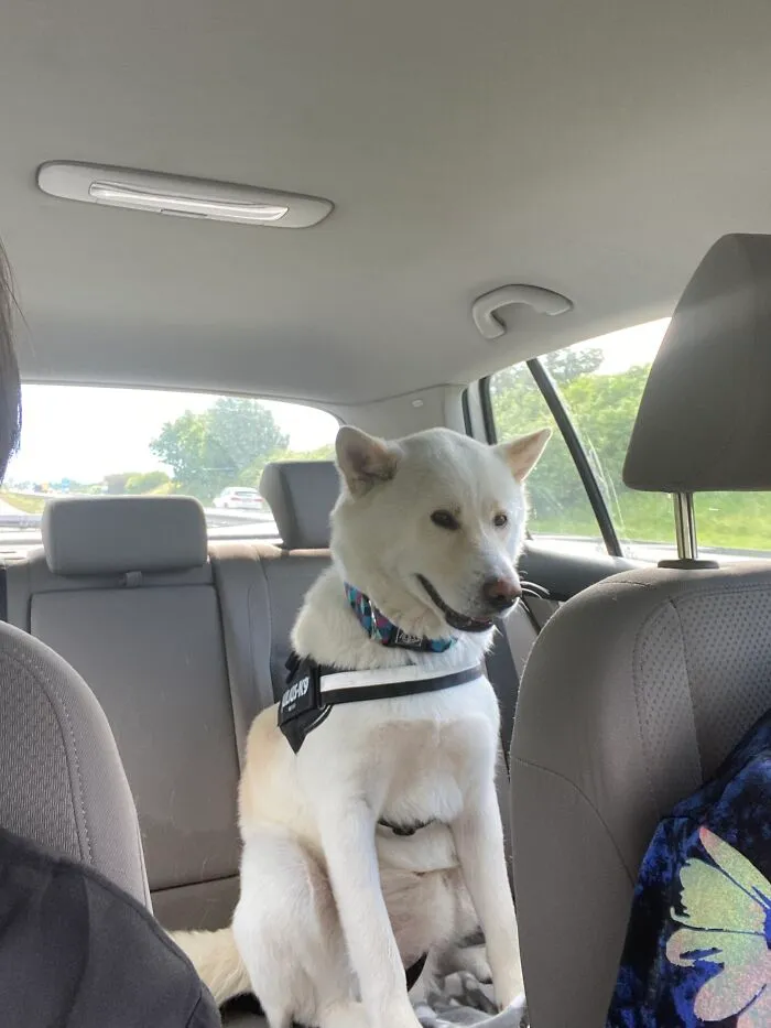 His First Car Ride...he Was Kind Of Nervous. #derpface