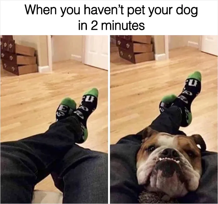 40 Truthful Memes About What It's Like To Have A Dog