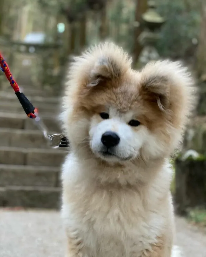 30 Pics Capturing This Adorable Akita Named Bob Who Has A Unique Heart-Shaped Face