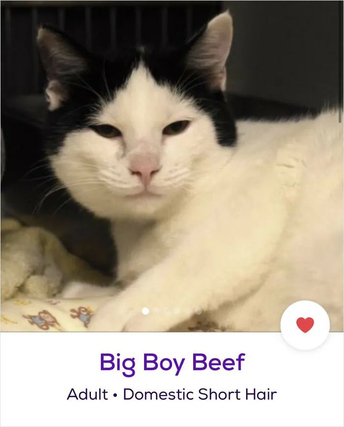 40 Hilariously-Creative Pet Names Shared By The "Petfinder Names" Twitter Page