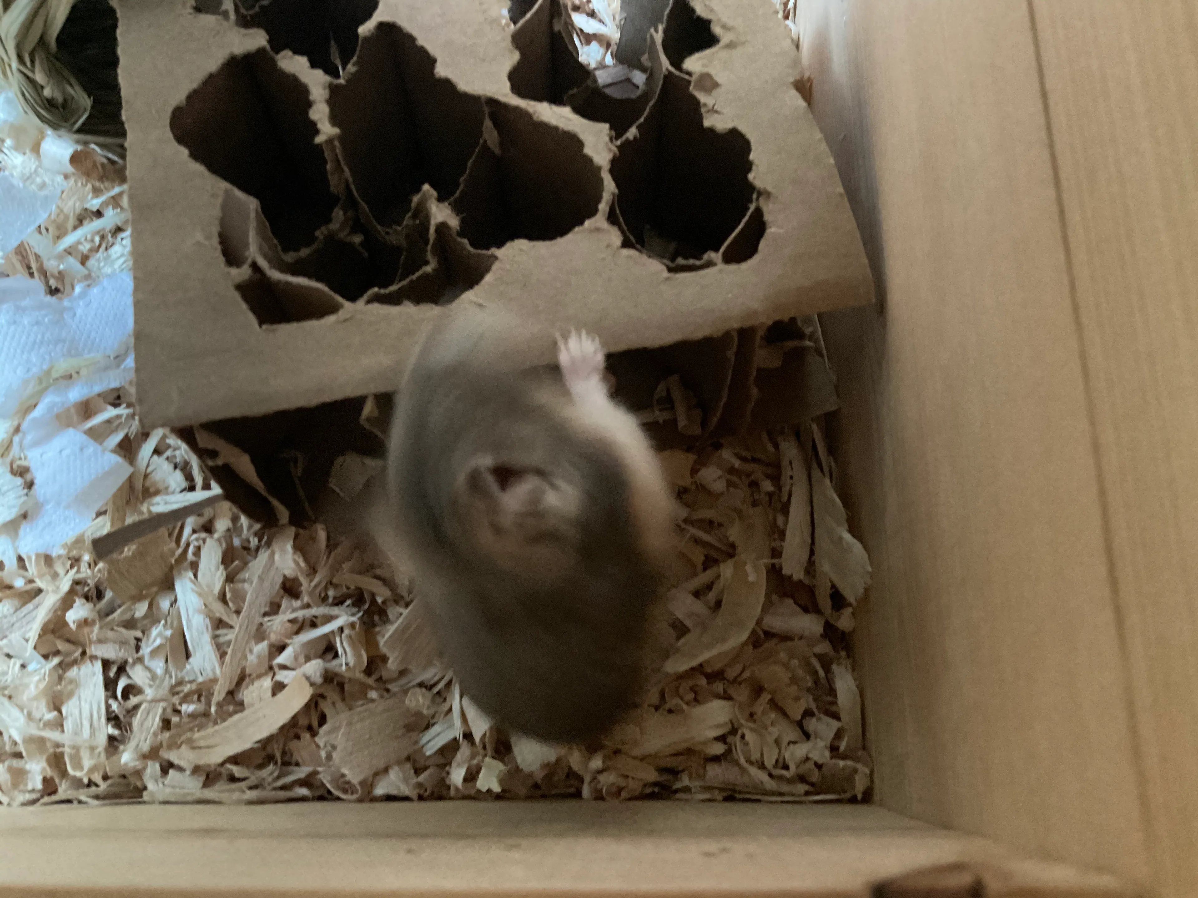 Pics Of My Hamster Lola To Show How Curious And Crazy She Is