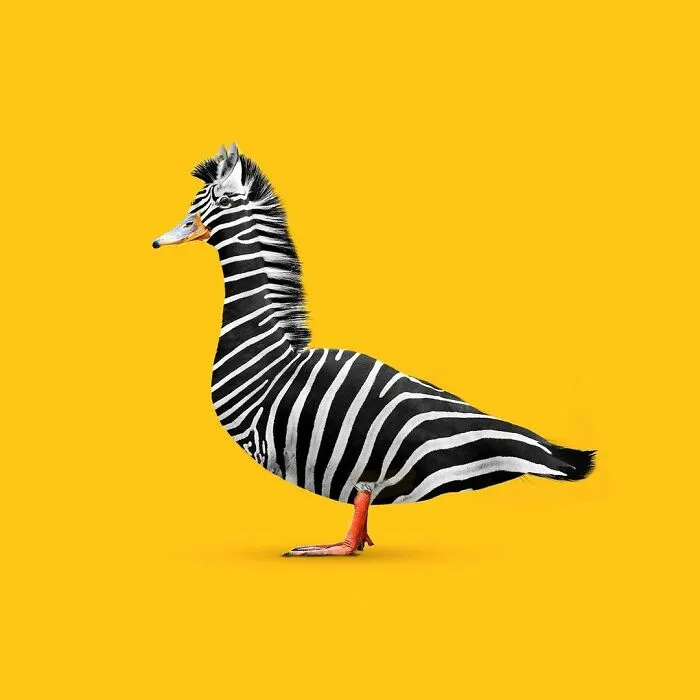 100 Photo Manipulations Of Animals Photoshopped Into The Most Random Things By Les Creatonautes 