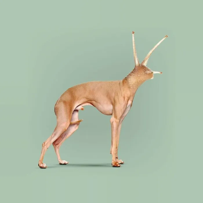 100 Photo Manipulations Of Animals Photoshopped Into The Most Random Things By Les Creatonautes 