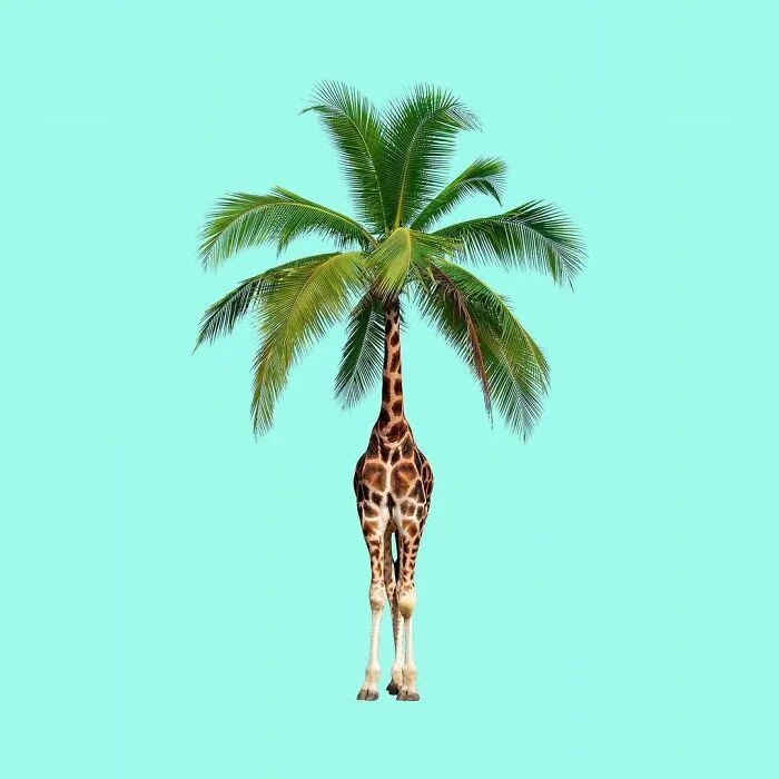 100 Photo Manipulations Of Animals Photoshopped Into The Most Random Things By Les Creatonautes 