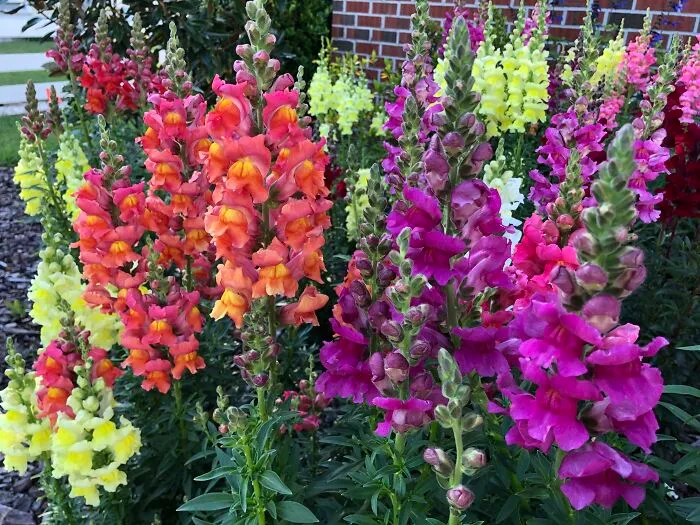 My Snapdragons! I Deadheaded Them And They're Still Going Strong