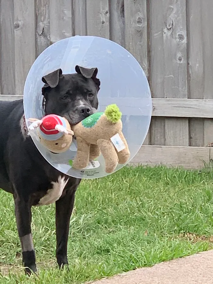 Molly Named After Her Vet.  She’s Cancer Free!