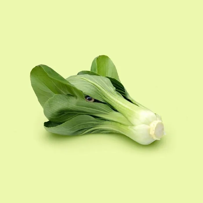 100 Photo Manipulations Of Animals Photoshopped Into The Most Random Things By Les Creatonautes 