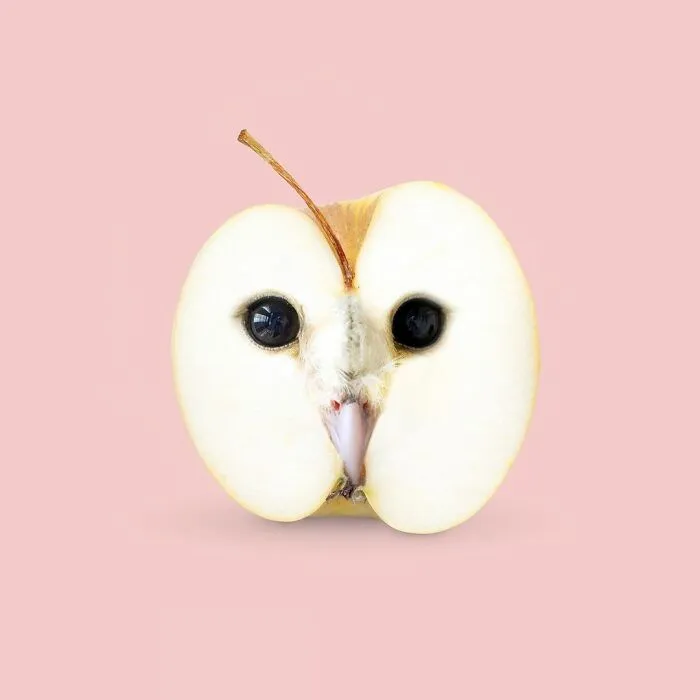100 Photo Manipulations Of Animals Photoshopped Into The Most Random Things By Les Creatonautes 