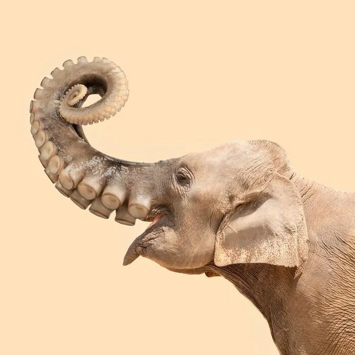 100 Photo Manipulations Of Animals Photoshopped Into The Most Random Things By Les Creatonautes 
