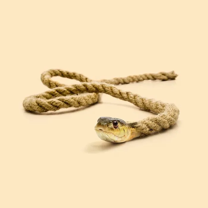100 Photo Manipulations Of Animals Photoshopped Into The Most Random Things By Les Creatonautes 