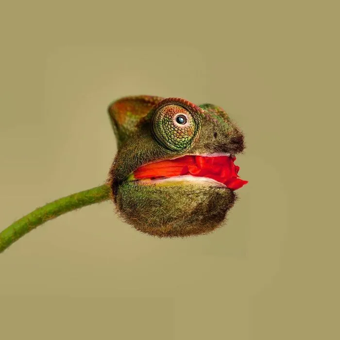 100 Photo Manipulations Of Animals Photoshopped Into The Most Random Things By Les Creatonautes 