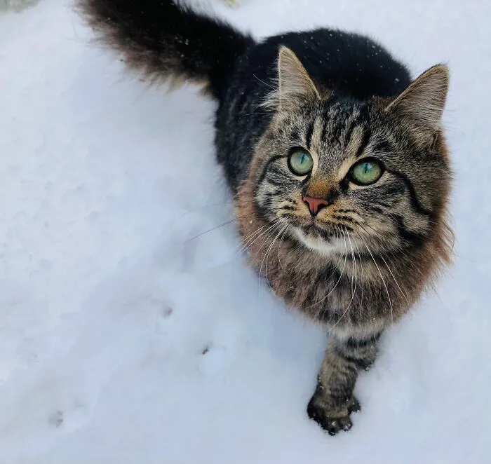 Thistle. She Was Very Clawy As A Kitten, Like The Spikes On A Thistle