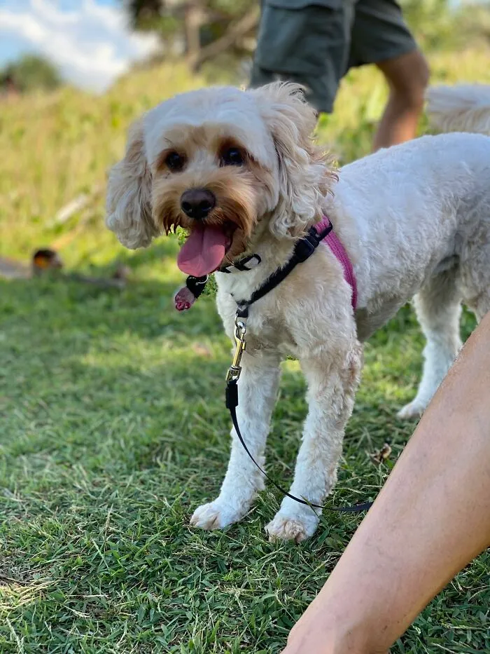 This Is Hermione. She Is Named After Hermione Granger. The Resemblance Is Uncanny!