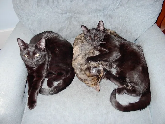 (Left To Right) Asta, Nora, And Nickie.  They Are Named For The Characters In The 1930s "Thin Man" Movie Series.  (Nick And Nora Charles And Their Dog, Asta).