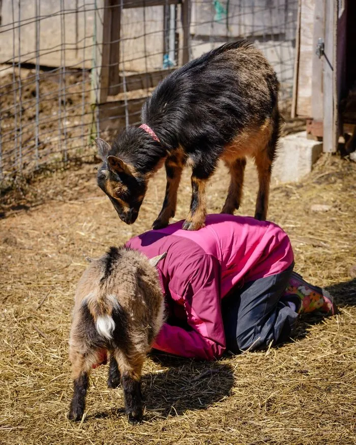 The Attack Of The Goats!!!