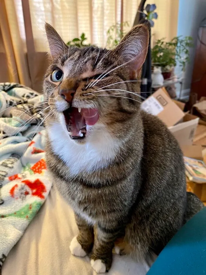 Gale, After The Storm I Drove Through To Go Pick Up A Stray Kitten That Took Shelter At My Aunt’s House