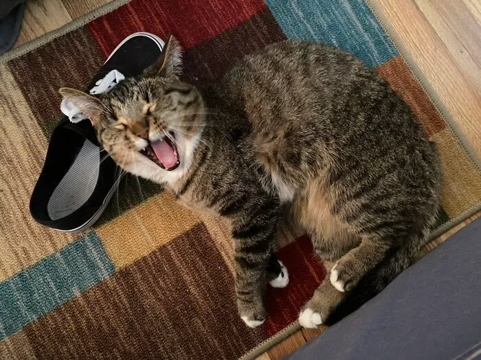 Apparently That Shoe Is Hilarious
