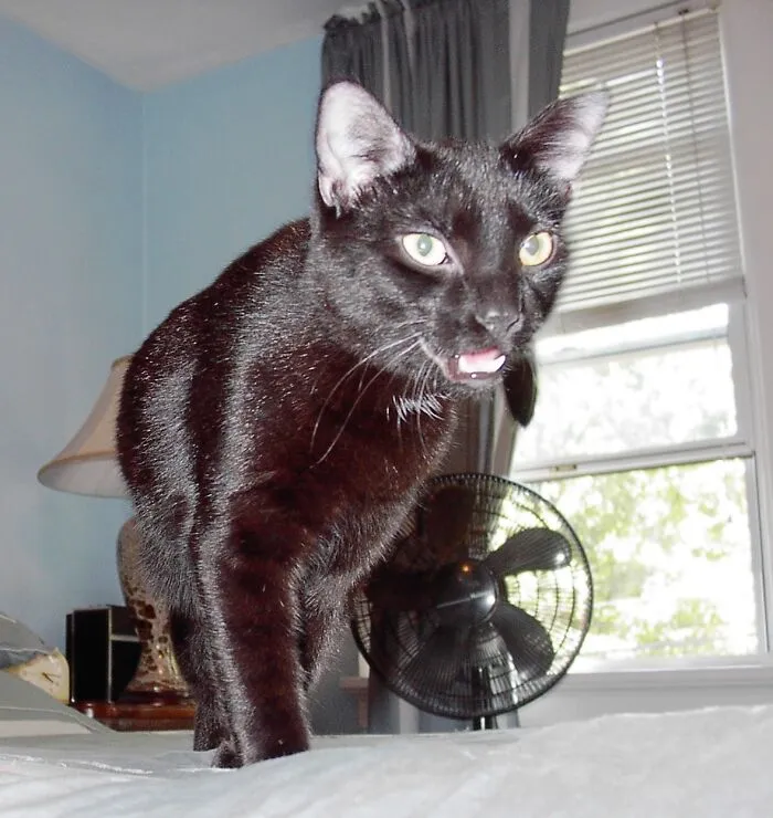 Nickie!  (A Very Sweet Cat; But Not Here!)
