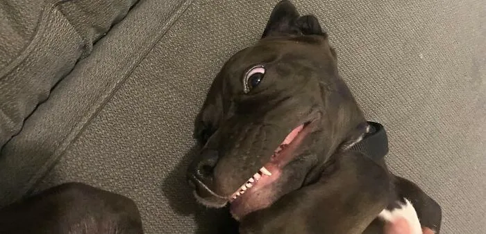 My Crazy Puppy