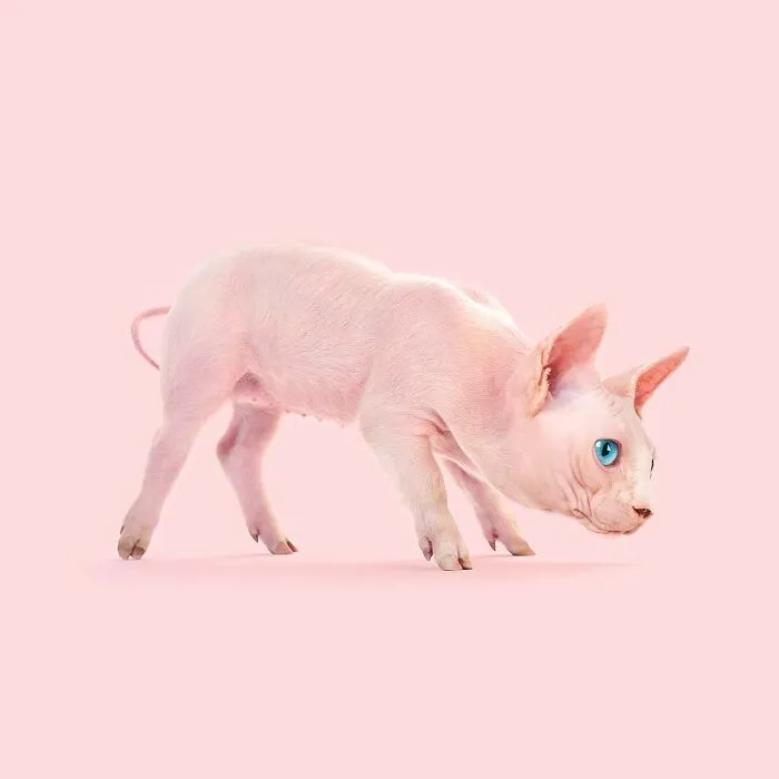 100 Photo Manipulations Of Animals Photoshopped Into The Most Random Things By Les Creatonautes 