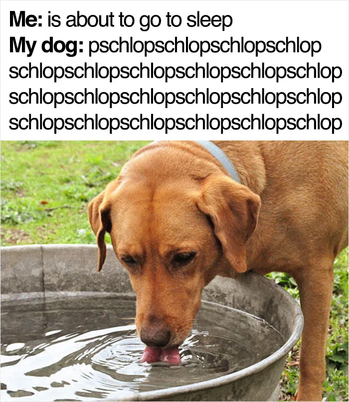 40 Truthful Memes About What It's Like To Have A Dog