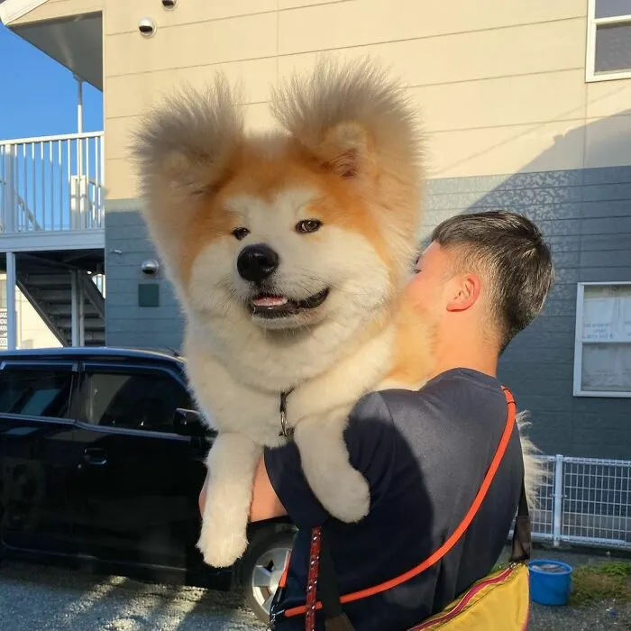 30 Pics Capturing This Adorable Akita Named Bob Who Has A Unique Heart-Shaped Face