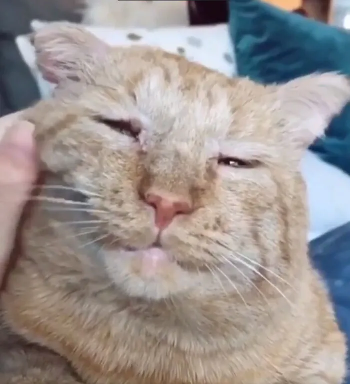 Adopting An Old Cat