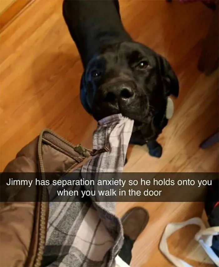 40 Truthful Memes About What It's Like To Have A Dog