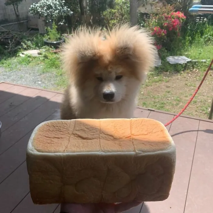 30 Pics Capturing This Adorable Akita Named Bob Who Has A Unique Heart-Shaped Face