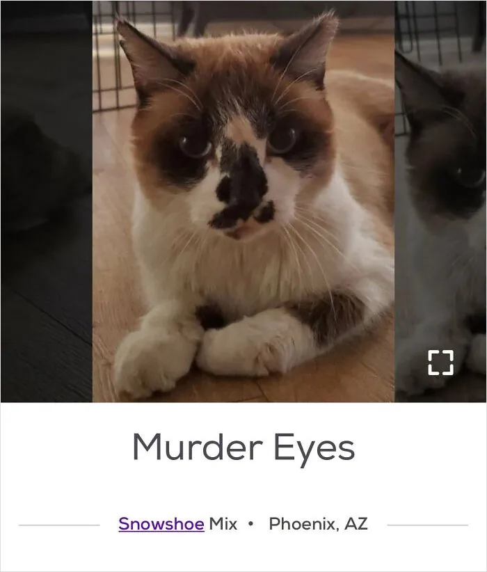 40 Hilariously-Creative Pet Names Shared By The "Petfinder Names" Twitter Page