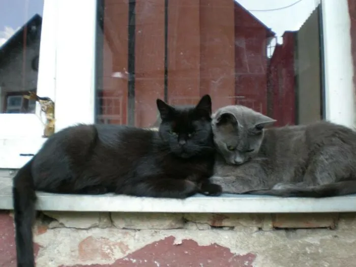 Sariss (The Black One) Is After A Dark Jedi In Dark Forces 2 Game And Zira From The Lion King 2.