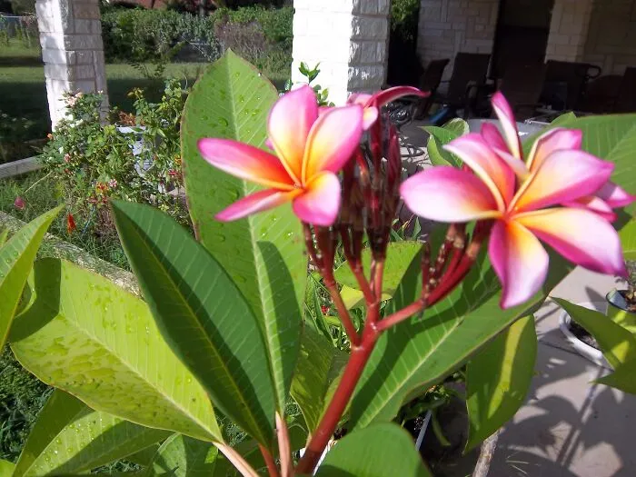 Finally My Plumeria Bloom