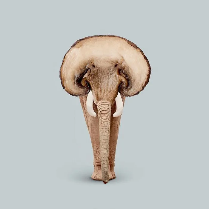 100 Photo Manipulations Of Animals Photoshopped Into The Most Random Things By Les Creatonautes 