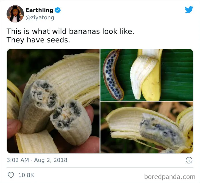 Thanks, I Hate Wild Bananas