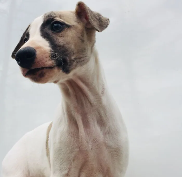 Togo, Named After The Famous Dog.