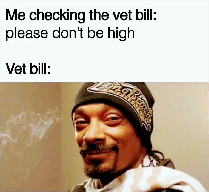 40 Truthful Memes About What It's Like To Have A Dog