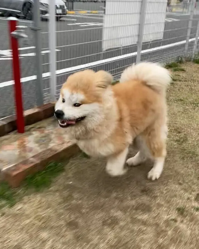 30 Pics Capturing This Adorable Akita Named Bob Who Has A Unique Heart-Shaped Face