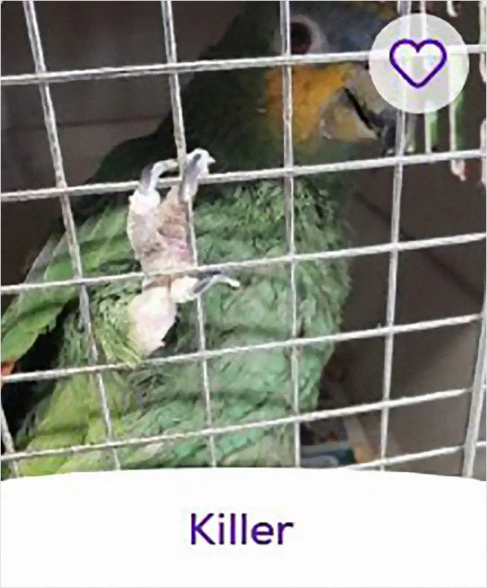 40 Hilariously-Creative Pet Names Shared By The "Petfinder Names" Twitter Page
