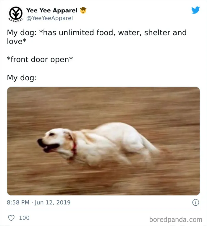 40 Truthful Memes About What It's Like To Have A Dog