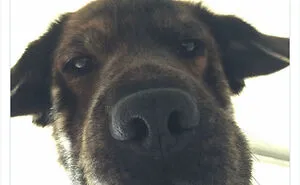 40 Truthful Memes About What It's Like To Have A Dog