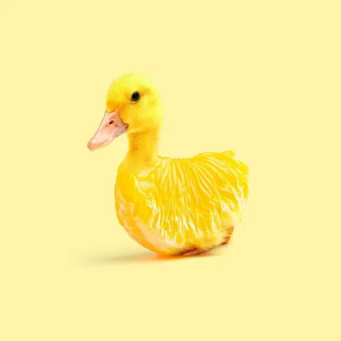 100 Photo Manipulations Of Animals Photoshopped Into The Most Random Things By Les Creatonautes 