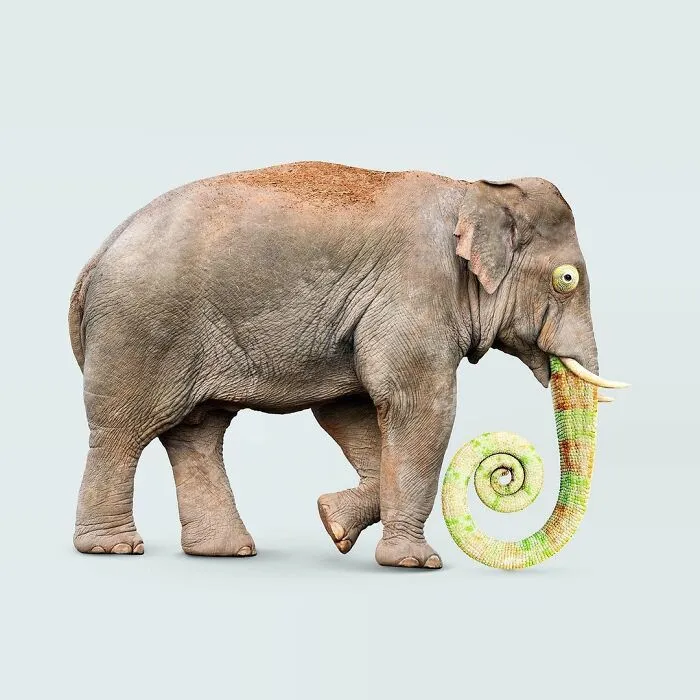 100 Photo Manipulations Of Animals Photoshopped Into The Most Random Things By Les Creatonautes 