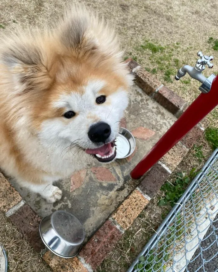 30 Pics Capturing This Adorable Akita Named Bob Who Has A Unique Heart-Shaped Face