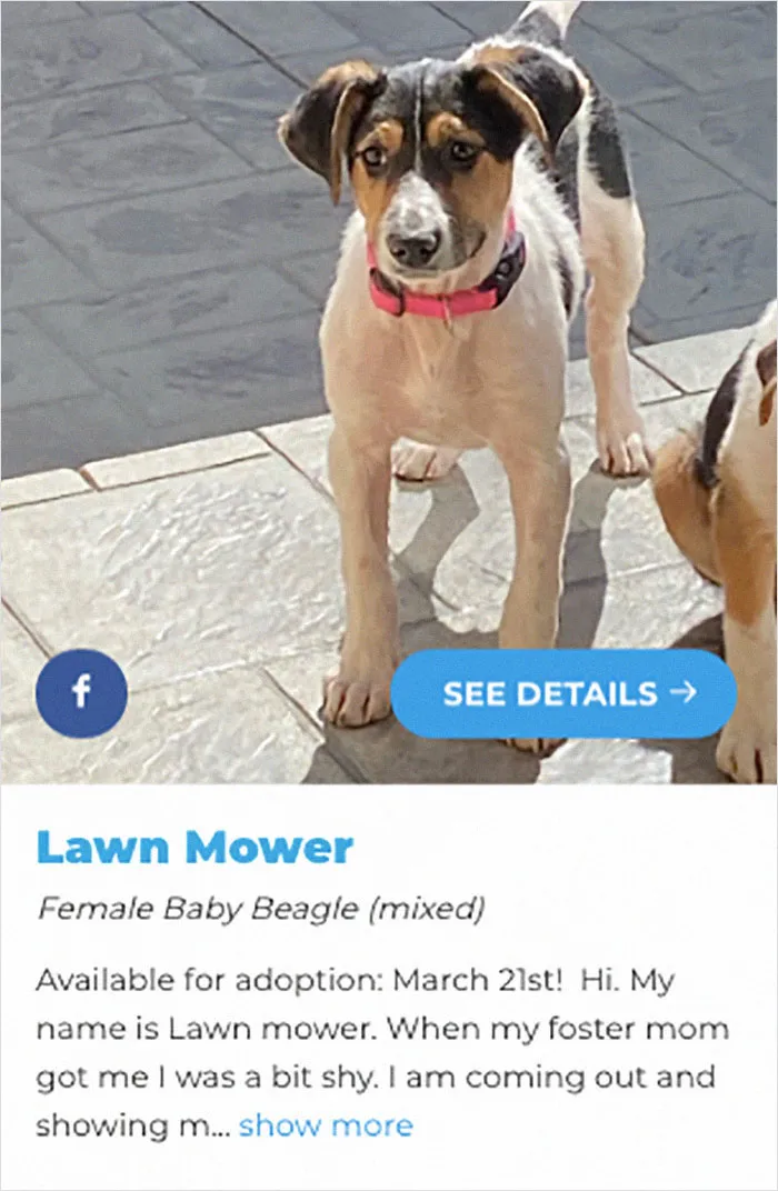 40 Hilariously-Creative Pet Names Shared By The "Petfinder Names" Twitter Page