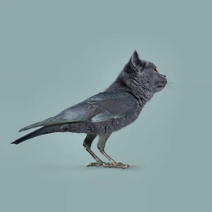 100 Photo Manipulations Of Animals Photoshopped Into The Most Random Things By Les Creatonautes 